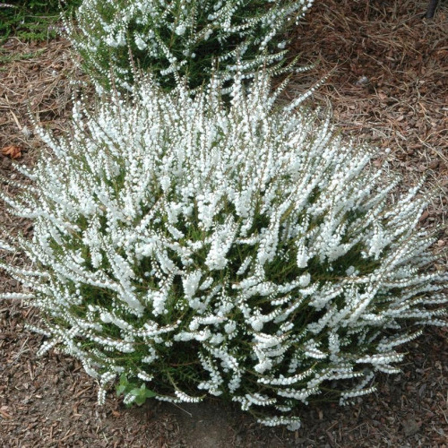 Calluna vulgaris 'Alicia' - 1g