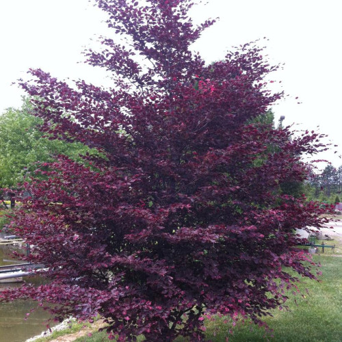 Fagus sylvatica 'Tricolor'