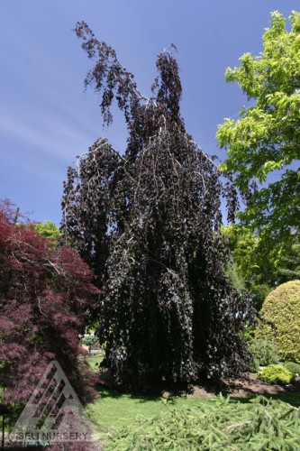 Fagus Pendula 'Purple Fontain'