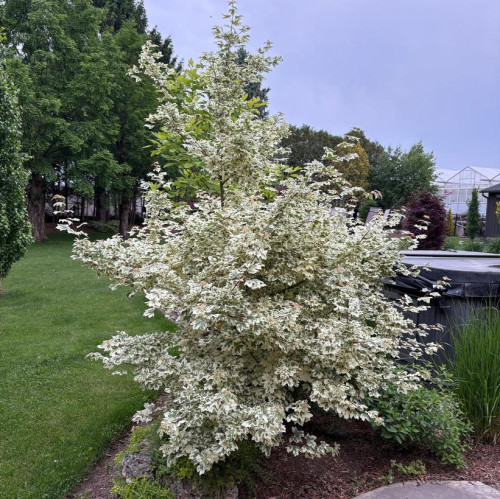Acer campestre 'Carnival'