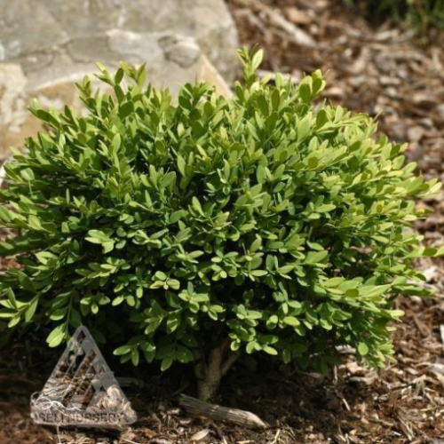 Buxus sempervirens 'Mont Bruno' - 1g