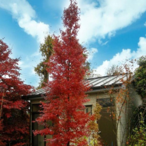 Acer palmatum 'Tsukasa Silhouette' - 80cm