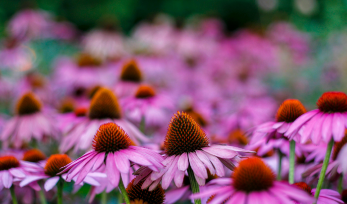 Planter des vivaces à l'automne
