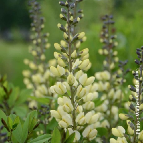 Baptisia Decadence  'Vanilla Cream' - 2g