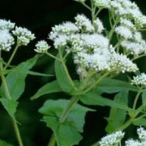 Eupatoire perfoliée -Semences