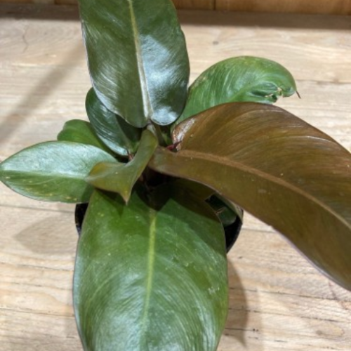 Philodendron erubescens 'Black Cardinal' - 'Pop Art'