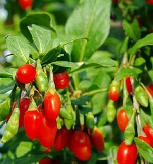 Baie Goji 'Firecracker' - 2g