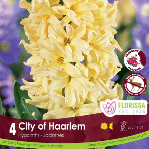 Bulbes de Jacinthes 'City of Harlem'
