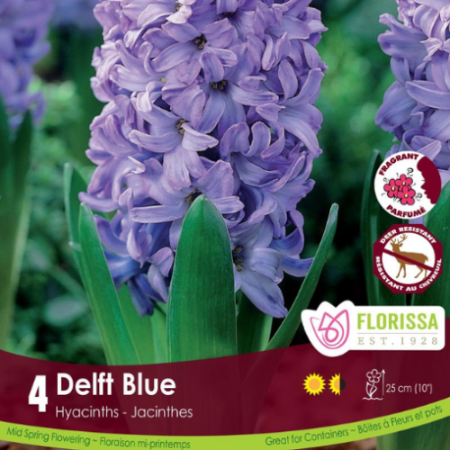 Bulbes de Jacinthes 'Delft Blue'