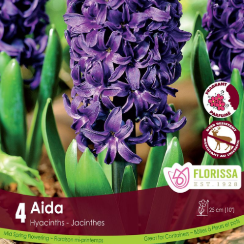 Bulbes de Jacinthes 'Aida'