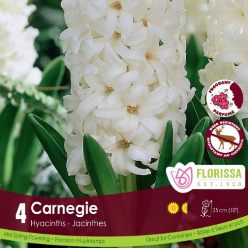 Bulbes de Jacinthes 'Carnegie'