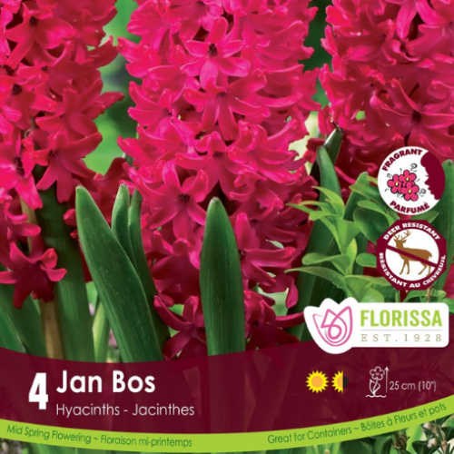 Bulbes de Jacinthes 'Jan Bos'