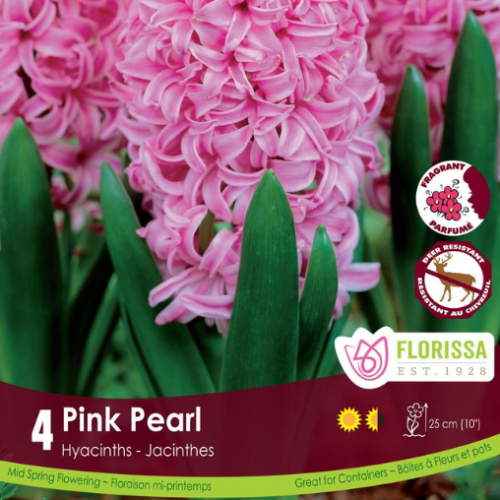Bulbes de Jacinthes 'Pink Pearl'