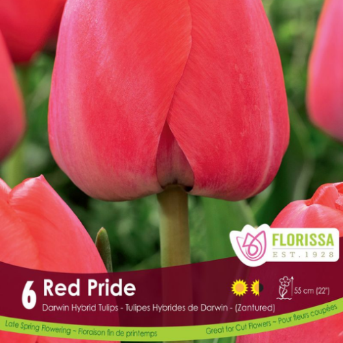 Bulbes de Tulipes 'Van Eijk'