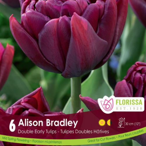 Bulbes de Tulipes 'Alison Bradley'