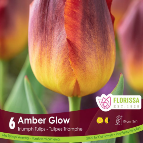 Bulbes de Tulipes 'Amber Glow'