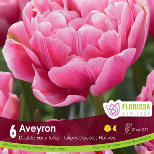 Bulbes de Tulipes 'Aveyron'