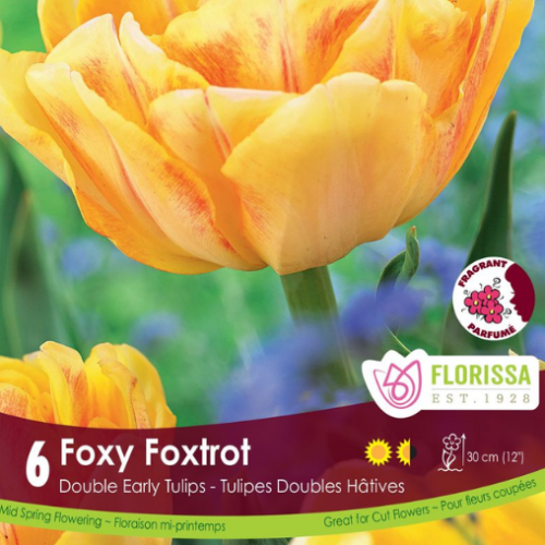 Bulbes de Tulipes 'Foxtrot'