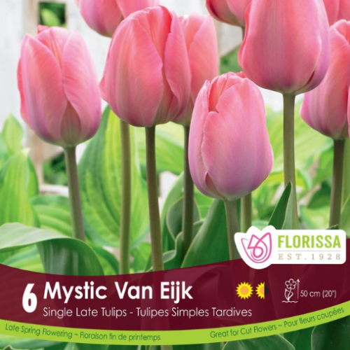 Bulbes de Tulipes 'Mystic Van Eijk'