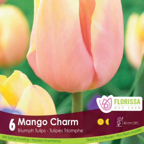 Bulbes de Tulipes 'Mango Charm'