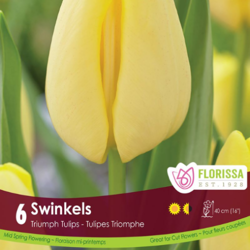 Bulbes de Tulipes 'Swinkels'