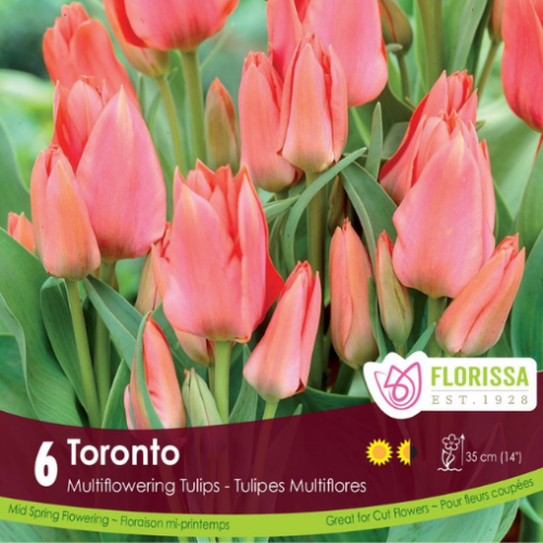 Bulbes de Tulipes 'Toronto'