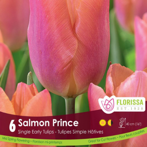 Bulbes de Tulipes 'Salmon Prince'