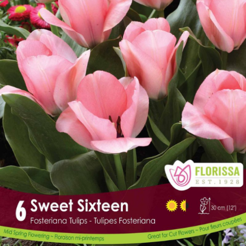 Bulbes de Tulipes 'Sweet Sixteen' 