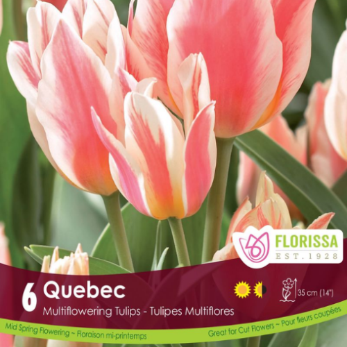 Bulbes de Tulipes 'Québec'