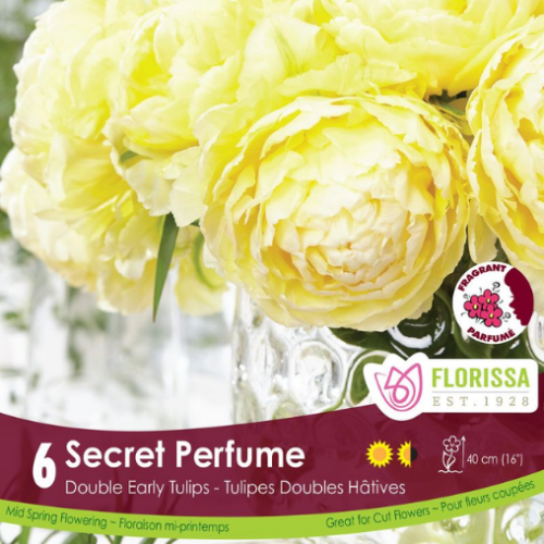 Bulbes de Tulipes 'Secret Perfume'