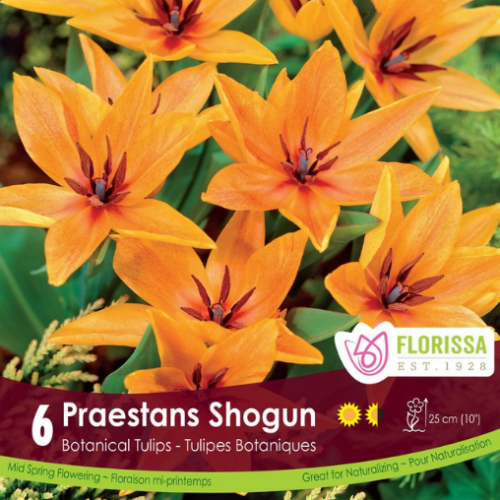 Bulbes de Tulipes 'Praestans Shogun'