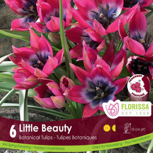 Bulbes Tulipe 'Little beauty Tops'