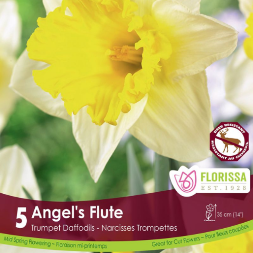 Bulbes de Narcisses 'Angels Flute'