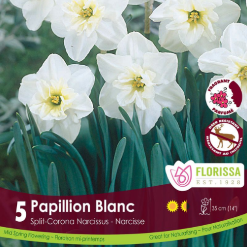 Bulbes de Narcisses 'Papillon Blanc'