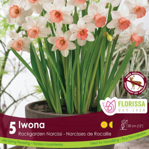 Bulbes de Narcisses 'Iwona'