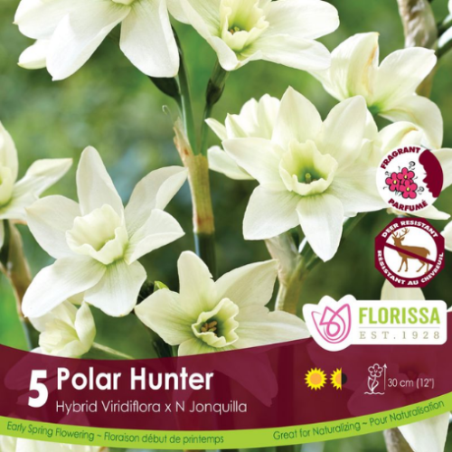 Bulbes Narcisses 'Polar Hunter'