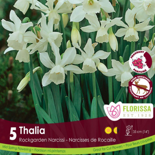 Bulbes de Narcisses 'Thalia Tops'