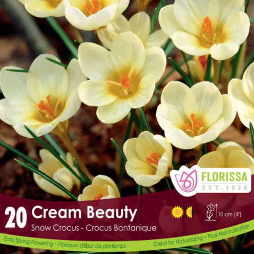 Bulbes de Crocus 'Snowcrocus Cream Beauty'