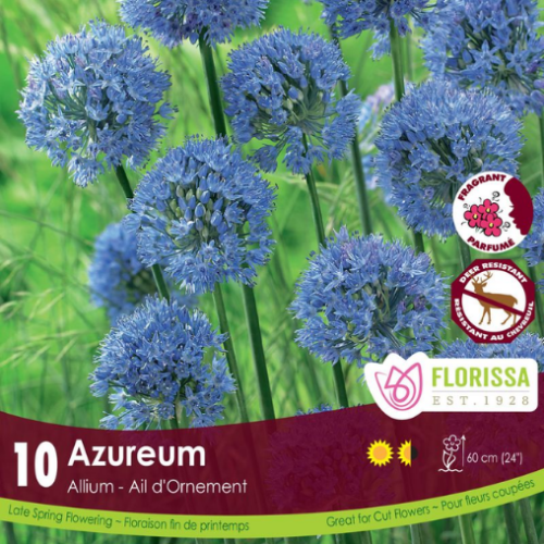 Bulbes Allium 'Azureum'
