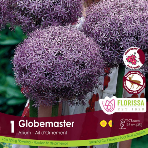 Bulbe Allium 'Globemaster Tops'