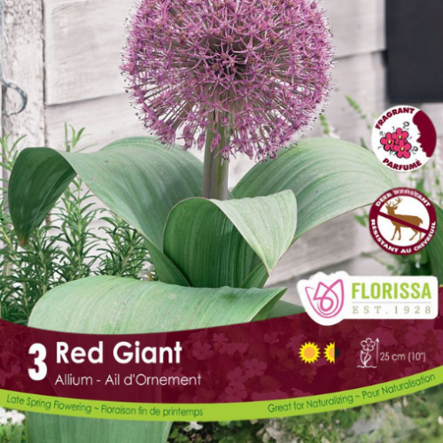 Bulbe Allium 'Red Giant'