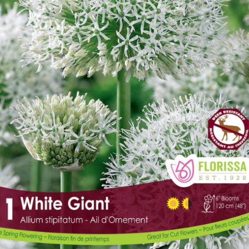 Bulbe Allium 'Whie Giant' - à l'unité