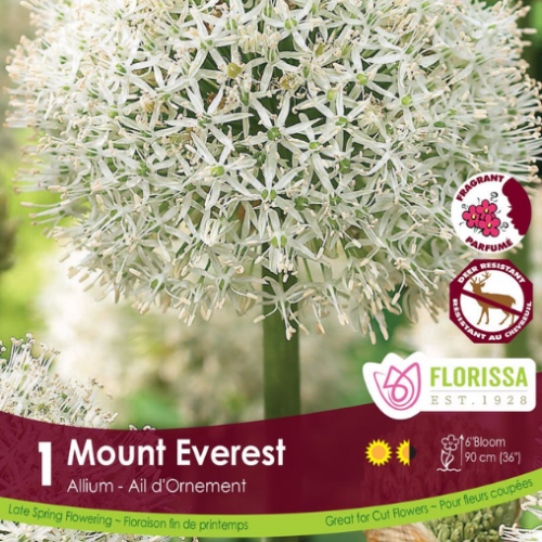 Bulbe Allium 'Mount everest' - à l'unité