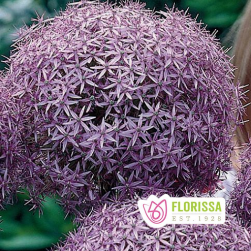 Bulbe Allium 'Globemaster Tops' - à l'unité