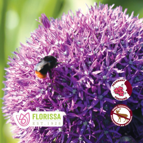 Bulbe Allium 'Gigantemum' - à l'unité