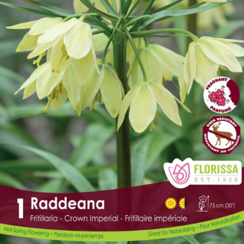 Bulbe de Fritillaria 'Raddeana'