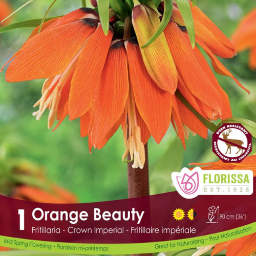 Bulbe de Fritillaria 'Orange Beauty'