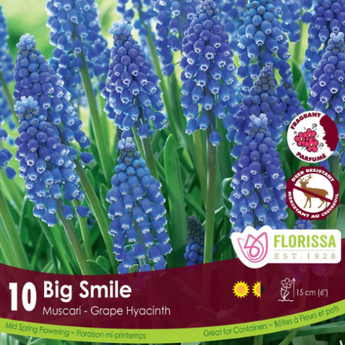 Bulbes Muscari 'Big Smile'