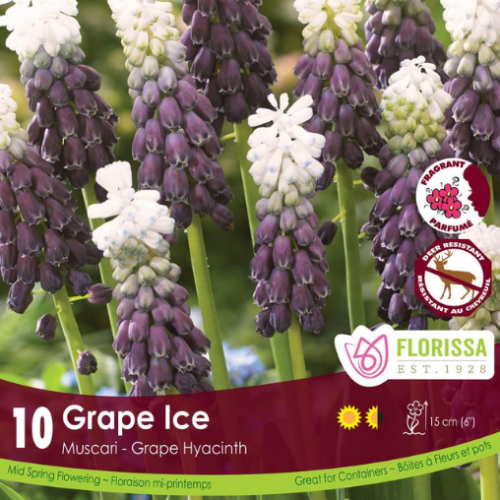 Bulbes de Muscari 'Grape Ice'