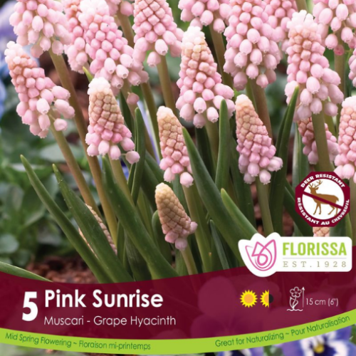 Bulbes de Muscari ' Pink Sunrise'